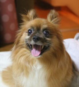 愛犬 ランちゃん